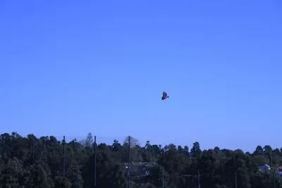 DSC_0773 (Large).JPG